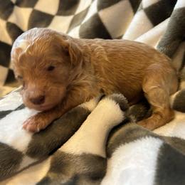 Orange Boy - Red  male Goldendoodle puppy in Huntsville, Alabama from Winchester Doodles