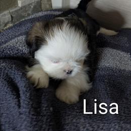 Lisa - Black gold and white female Shih Tzu puppy in Clyde, North Carolina from Shawgo Pups