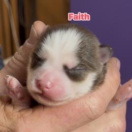 Faith - Chocolate female Pomsky puppy in Spring Hill, Florida from PDQ Pomskies