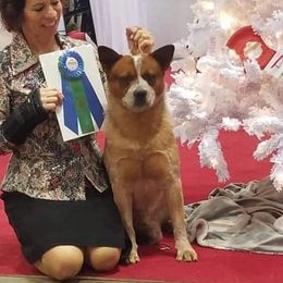 Wager - Australian Cattle Dog