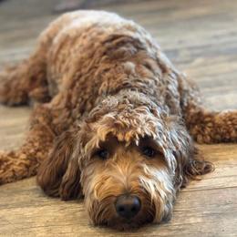 Goldendoodle All Grown Up from Goldendoodle AZ