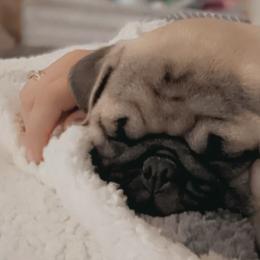 Pugs from Birdsall Dogs and Discipline