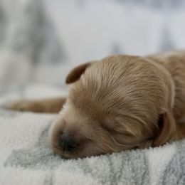 Roma - Caramel red female Australian Labradoodle puppy in Manchaca, Texas from Heartrock Labradoodles