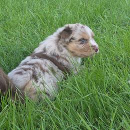 Elliot - Red merle male Australian Shepherd puppy in Marengo, Indiana from J&J Kennel