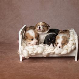 American Corgi and Pembroke Welsh Corgi Puppies from The Adirondack Corgi