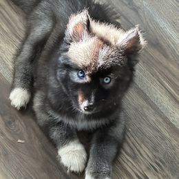 German Shepherd and Siberian Husky Puppies from Rose Trail Siberian’s