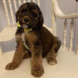 Goldendoodle Puppies from C.P. Puppy Buddies