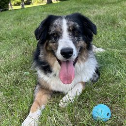 Chaps - Australian Shepherd