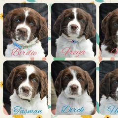 Drentsche Patrijshond and Spinone Italiano Puppies from Two Gun Kennels