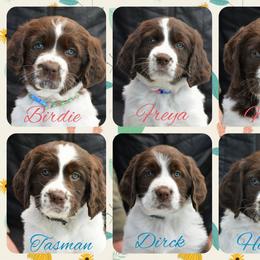 Drentsche Patrijshond and Spinone Italiano Puppies from Two Gun Kennels