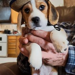 Scout (Silas) - Black tan and white male Beagle puppy in Jerome, Missouri from Beam's Beagles