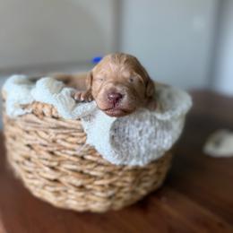 Rhapsody blue collar - Red  female Goldendoodle puppy in Queen Creek, Arizona from Sunny Doodles