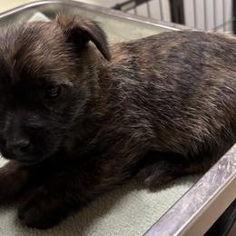 Teal collared boy - Brindle male Cairn Terrier puppy in Hastings, Nebraska from D & J SCOTTIES AND CAIRNS & Miniature Long haired Dachshunds