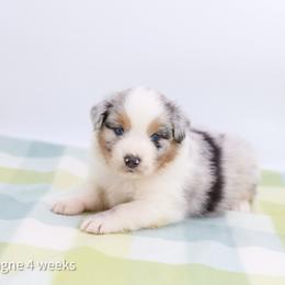 Champagne - Blue merle male Australian Shepherd puppy in Lakewood, California from Cloud Nine Kennel