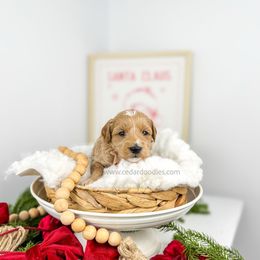 Woods 12-15lbs - Red  male Goldendoodle puppy in Cedar City, Utah from Cedar Doodles- Home of the Teddybear Goldendoodle