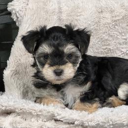 Mushu - Black & tan tri-color female Morkie puppy in Tucson, Arizona from Sun-Kissed Morkies