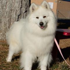 Oliviya - Samoyed