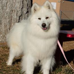 Oliviya - Samoyed