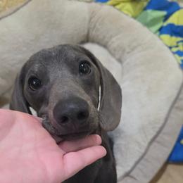 Blue Bandit - Brindle male Dachshund puppy in West Plains, Missouri from Spring Creek Dachshunds