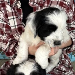 Bouvier des Flandres and Tibetan Terrier Puppies from Perrin Bouviers
