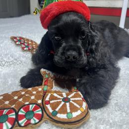 Petet Pan - Black male Cocker Spaniel puppy in Moreno Valley, California from Joker Karr’s