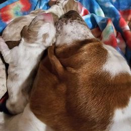 Basset Hound Puppies from Hilliards Basset Hound Buddies