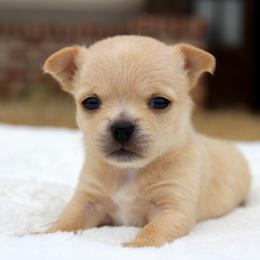 Mango - Fawn female Chihuahua puppy in Forsyth, Georgia from Brooks Grove Canines LLC