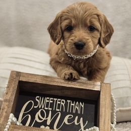 Goldendoodle Puppies from Pemberley Puppies