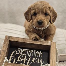 Goldendoodle Puppies from Pemberley Puppies