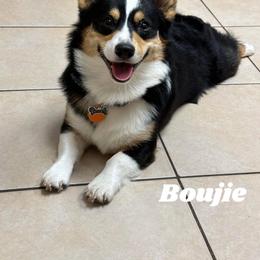 American Corgi and Pembroke Welsh Corgi All Grown Up from Tori’s Sassy Corgis