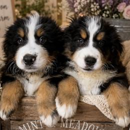 Bernese Mountain Dog puppies from Golden Willow Puppies