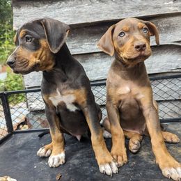 Catahoula Leopard Dogs from ArkieHoulas