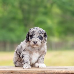 Aussiedoodle, Bordoodle, Goldendoodle, and Sheepadoodle Puppies from Crooked Creek Doodles and Poodles