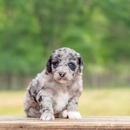 Aussiedoodle, Bordoodle, Goldendoodle, and Sheepadoodle Puppies from Crooked Creek Doodles and Poodles