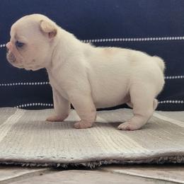 French Bulldog Puppies from Simply Kind Frenchies