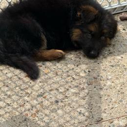 Boy 5 - Black and red male German Shepherd puppy in Fairdale, Kentucky from Kimberly's German Shepherds