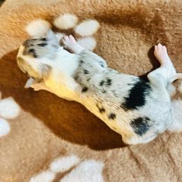 Kimber - Blue merle female Miniature Australian Shepherd puppy in Wauchula, Florida from Sun & Moon Aussies