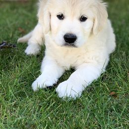 Golden Retriever Puppies from MYSnowAngels