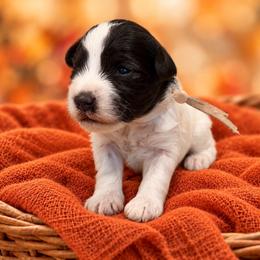 Lola - Parti female Miniature Schnauzer puppy in Magalia, California from NorCal Schnauzers