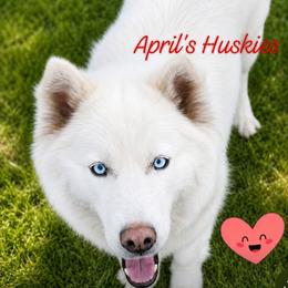 Aurora - Siberian Husky