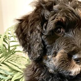 Bernedoodles from Dunvegan Doodles