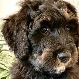 Bernedoodles from Dunvegan Doodles