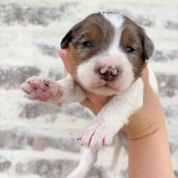 Fergus - Blue merle male Bernedoodle puppy in Austin, Texas from Boutique Bernedoodles & Co.