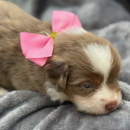 Chloe - Red merle female Miniature Australian Shepherd puppy in Ambrose, Georgia from Brandilyn's Aussies
