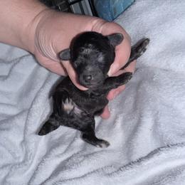 Boba - Silver male Poodle puppy in Marsing, Idaho from Araceli Toy Poodles