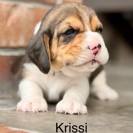 Krissi - Black tan and white female Beagle puppy in Mansfield, Missouri from Rippee Creek Kennel
