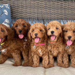 Double Doodle and Goldendoodle Puppies from My Favorite Doodle