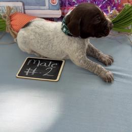 Boy 4 - Liver roan male German Shorthaired Pointer puppy in Kathleen, Florida from Alex Yates GSP's