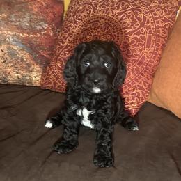 Jazzy - Pink Collar Girl - Black and white female Cavapoo puppy in Tempe, Arizona from Springerdoodles Plus AZ