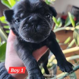 Boy 1 - Black male Pug puppy in Lebanon, Maine from Palatial Pugs LLC